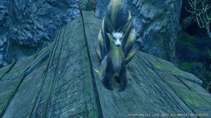 Śnieżnolicy lis pojawia się jedynie w nocy na terenie Ruin Świątynnych - Monster Hunter Rise: Śnieżnolicy lis - jak znaleźć? - Monster Hunter Rise - poradnik do gry