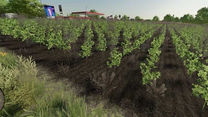 Chwasty wypalone herbicydem mają kolor brunatny i nie będą wpływać na zbiory. - Farming Simulator 22: Chwasty i odchwaszczanie - Farming Simulator 22 - poradnik do gry