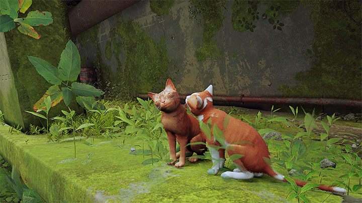 Autorzy przewidzieli pojedyncze interakcje z innymi kotami - możecie się np - Stray: Inne koty - czy są w grze? - Stray - poradnik do gry