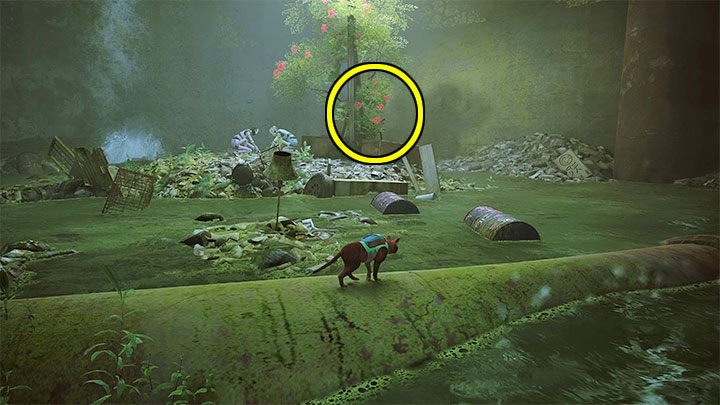 Czerwona roślina (Red Plant) rośnie pod wioską - Stray: Odznaki (Badges) - lista wszystkich - Stray - poradnik do gry