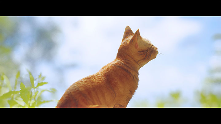 Kot bezpiecznie wydostaje się z Miasta 99 i dociera na powierzchnię - Stray: Zakończenie gry - solucja, opis finału - Stray - poradnik do gry