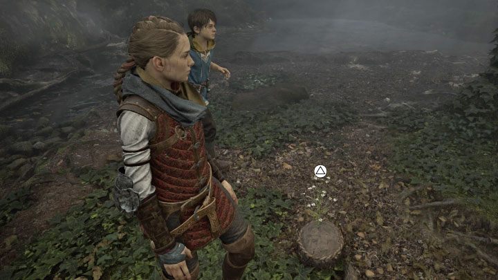 Jeden z obiektów spadnie razem z poszukiwanym rumiankiem - podnieście go - Plague Tale Requiem: Rozdział 3 (Brzemię krwi) - lista sekretów - A Plague Tale Requiem - poradnik do gry