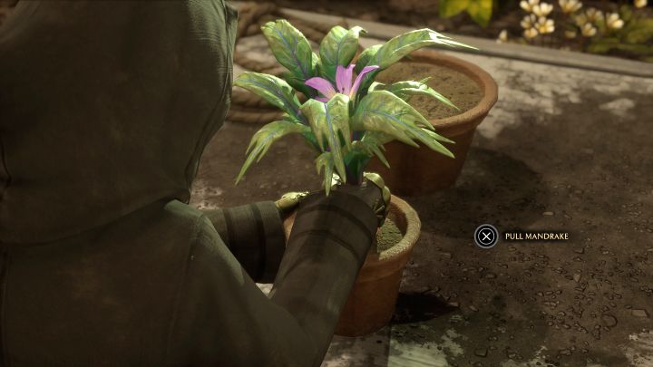 Musicie odwiedzić szklarnie (Greenhouses), które znajdują się w skrzydle Aneks biblioteki - Hogwarts Legacy: Zajęcia z zielarstwa (Herbology Class) - Hogwarts Legacy - poradnik do gry