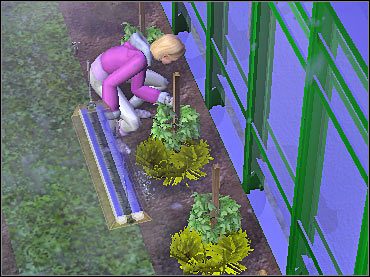 Wyrywanie chwastów jest bardzo czasochłonne, szczególnie jeśli nie posiadasz jeszcze złotej rangi ogrodnictwa. Procesu tego nie możesz jednak pominąć. - Uprawa roślin i użyźnianie gleby | The Sims 2 - The Sims 2 - Pełna Kolekcja - poradniki