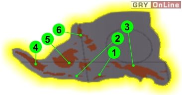 Ryzyko: 2 - Evil Genius: Polynesia - misje, porady - Evil Genius - poradnik do gry