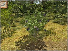 1 - 10 Bambusowy zagajnik | Return to Mysterious Island: Powrót na Tajemniczą Wyspę - Return to Mysterious Island: Powrót na Tajemniczą Wyspę - poradnik do gry