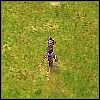 Forest Prowler (Forest Prowler) [III] - Piechota | Jednostki | Age of Empires III The WarChiefs - Age of Empires III: The WarChiefs - poradnik do gry