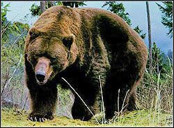 NIEDŹWIEDŹ - Wrogowie | Przeciwnicy w Tomb Raider Anniversary - Tomb Raider: Anniversary - poradnik do gry