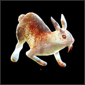 Killer Rabbit - Bestiariusz - cz. 1 | Bestiariusz | Divinity II Ego Draconis - Divinity II: Ego Draconis - poradniki