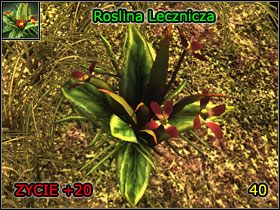 2 - Alchemia | Umiejętności, aktywności i walka | Risen - Risen - poradnik do gry