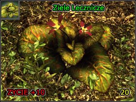 3 - Alchemia | Umiejętności, aktywności i walka | Risen - Risen - poradnik do gry