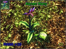 6 - Alchemia | Umiejętności, aktywności i walka | Risen - Risen - poradnik do gry