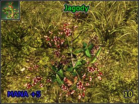 9 - Alchemia | Umiejętności, aktywności i walka | Risen - Risen - poradnik do gry