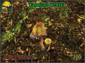 11 - Alchemia | Umiejętności, aktywności i walka | Risen - Risen - poradnik do gry