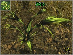 Ikona - Alchemia | Umiejętności, aktywności i walka | Risen - Risen - poradnik do gry