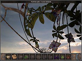 Po drabinie (zbliżenie) wespnij się poziom wyżej, gdzie przejdź na lewą stronę drzewa i przyjrzyj się (zbliżenie) wiszącej tam gałęzi z dwoma owocami - Korona drzewa | Wyspa Bimini | Chronicles of Mystery Drzewo Życia - Chronicles of Mystery: Drzewo Życia - poradnik do gry