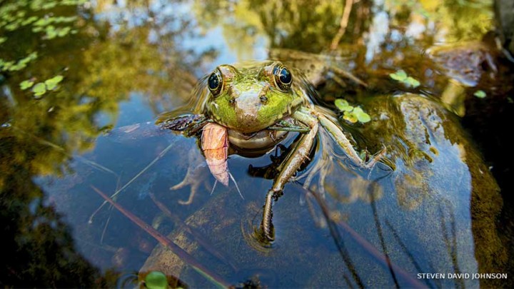 Źródło: nwf.org; Steven David Johnson - Miała 14 lat, gdy wykopała staw na szkolny projekt. W ciągu dziewięciu lat zwierzęta zamieniły go w mały ekosystem - wiadomość - 2026-09-22
