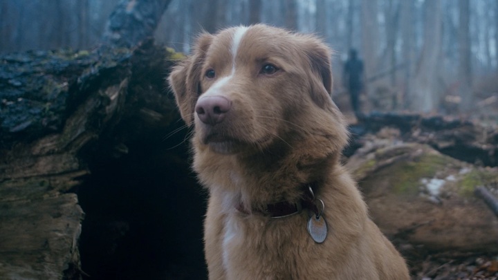 Good Boy, Ben Leonberg, Shudder, 2025 - „Strona Does the Dog Die? odnotuje gwałtowny wzrost ruchu”. Internauci jeszcze nie widzieli horroru niczym Chojrak, tchórzliwy pies, ale już pokochali głównego bohatera - wiadomość - 2025-08-08