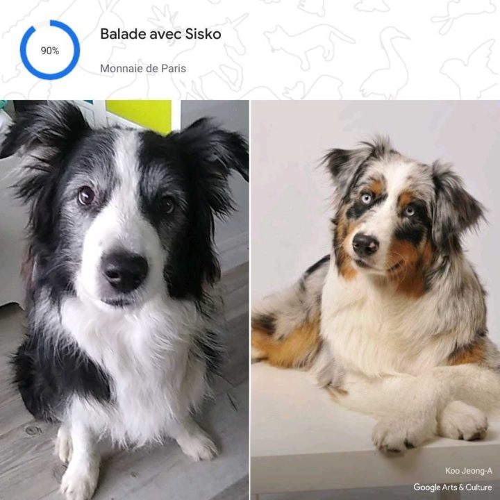 Wypróbowaliśmy nową funkcję Google. Myli koty z pingwinami, ale i tak jest fajnie - ilustracja #2