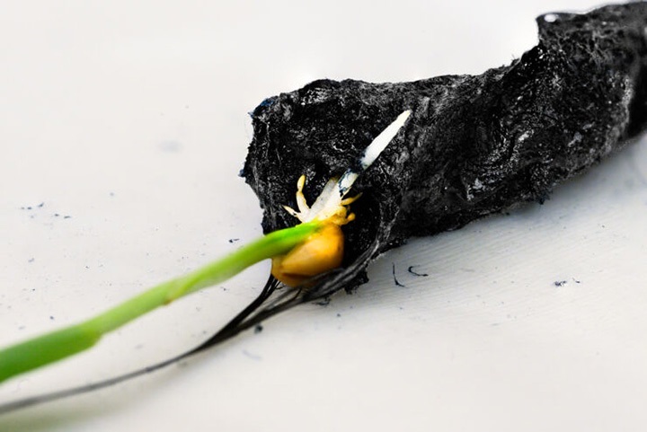 Rośliny rosną jak na drożdżach, a wszystko to dzięki e-ziemi, innowacji ze Szwecji - ilustracja #1