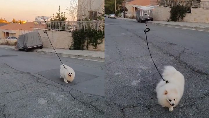 The eagle has landed. / Źródło: Vakis Demetriou - Spacery w czasach pandemii - psa wyprowadził dronem - wiadomość - 2020-03-21