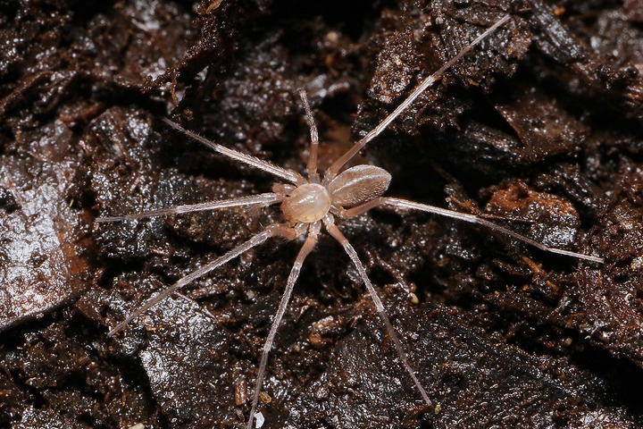 Źródło: Biodiversity Data Journal - Gry weszły z butami do świata zwierząt. Nowo odkryty pająk dostał nazwę po znienawidzonym potworze z Monster Hunter - wiadomość - 2024-07-03