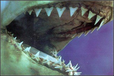 „Szczęki” - gra na 30. rocznicę filmu „Szczęki” - ilustracja #1