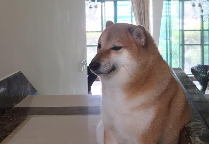 Odszedł Cheems - popularny pies z memów przegrał z chorobą - ilustracja #1