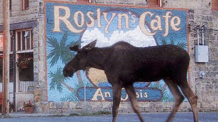 Samotny łoś spacerujący po ulicach Cicely stał się jednym z symboli Przystanku Alaska. - Przystanek Alaska powróci po 23 latach - wiadomość - 2018-11-22