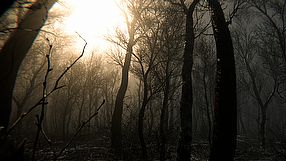 Digested - zwiastun rozgrywki