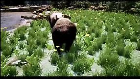 Untamed Kingdom - zwiastun wczesnego dostępu