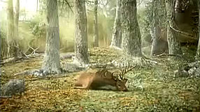 Cabela's Legendary Adventures #1