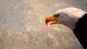 Final Fantasy XV World of Wonder #1