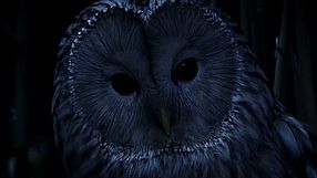 Werewolf: The Apocalypse - Heart of the Forest zwiastun #1