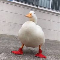 zboostowany_kurczak