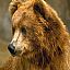 Bear231