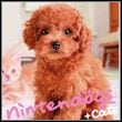 Nintendogs + Cats: Toy Poodle & New Friends