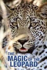 Die Magie des Leoparden