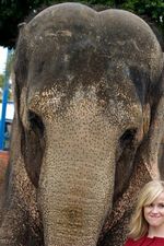 Tai the Elephant
