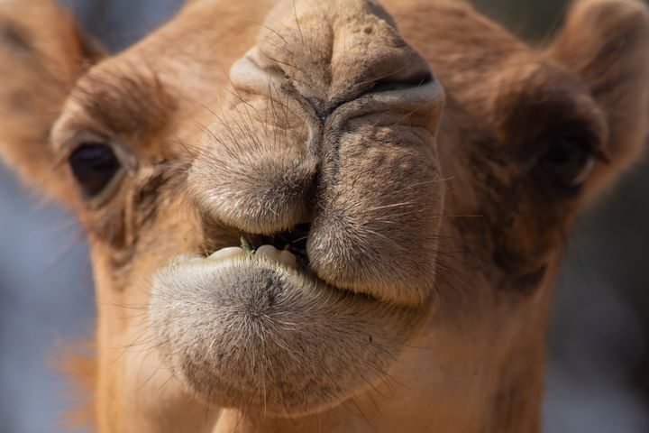 How Many Camels are You Worth? Calculator Conquers TikTok - picture #1