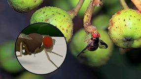 Matrix dla owadów to już fakt. Naukowcy „ożywili” muszkę owocówkę w cyfrowym świecie