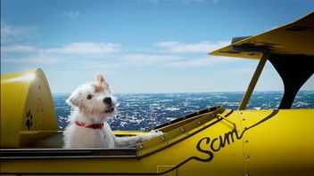 Flight Simulator reklamują latające psy, Microsoft chwali się liczbami