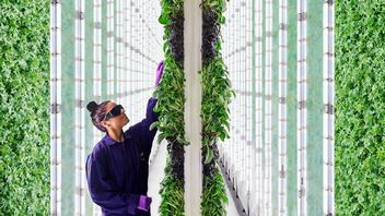 Farma sterowana przez roboty i AI przynosi imponujące zbiory