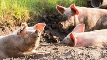 Naukowcy uczą świnie grać w gry wideo