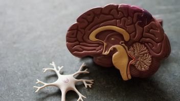 Implant wczepiany do mózgu wykrywa ból i od razu go likwiduje
