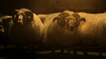 Powstaje horror o ludziach wychowujących demonicznego baranka. Zobacz trailer filmu Lamb