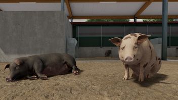 Uciekające świnie to nie jedyny problem Farming Simulator 22