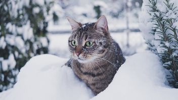 Koty uwielbiają anteny Starlinka