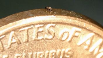 Tak wygląda najmniejszy chodzący robot świata