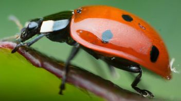 Al obrabia fotografie lepiej niż Photoshop